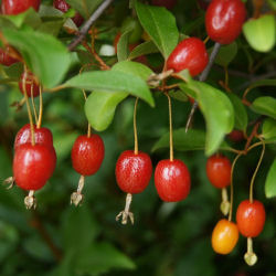 Goumi, Cherry Silverberry